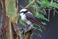 White-rumped Shrike